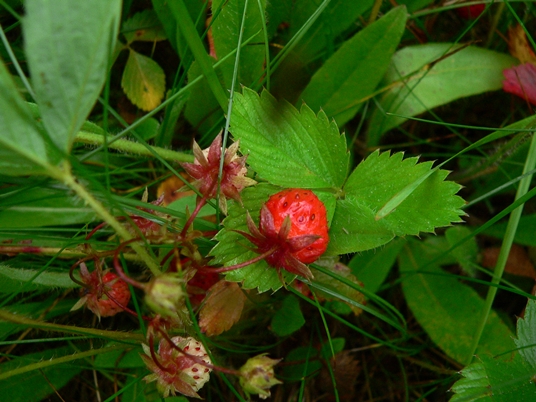 {Fragaria virginiana}